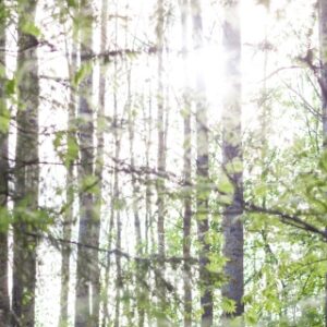 Koivuja metsässä